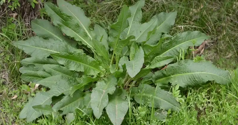 Broadleaf Dock: 30 Health Benefits…