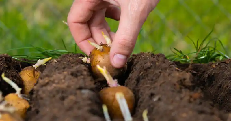 How to Prepare and Plant…