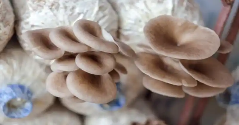 Grow Your Own Mushrooms at…