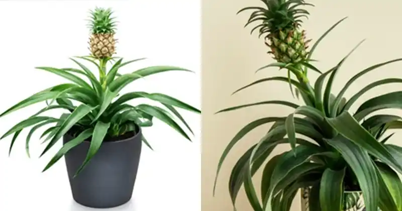 The Benefits of Growing a…