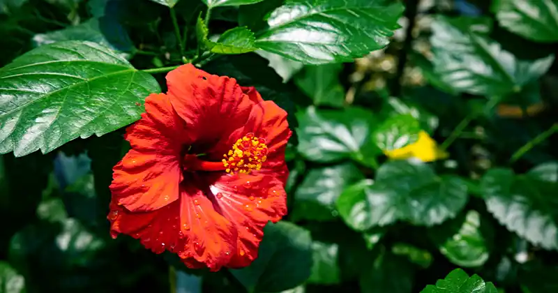 Hibiscus Leaves and Flowers: Benefits…