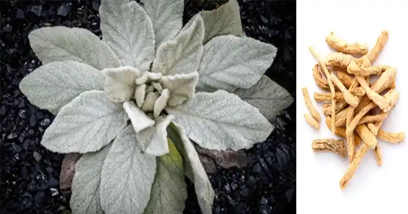 The Hidden Power of Mullein…