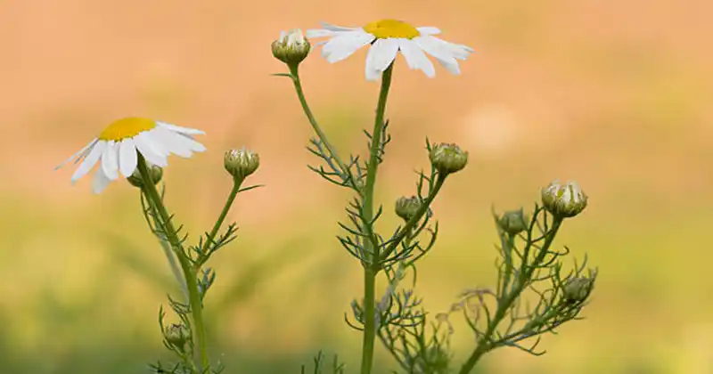 10 Incredible Benefits of Scentless…
