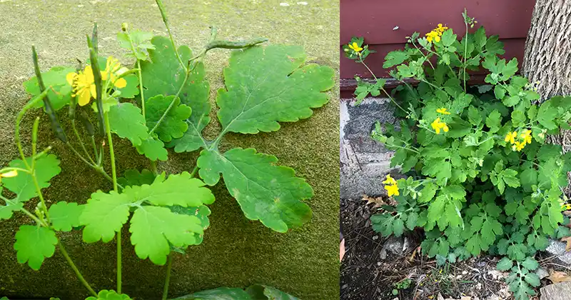 Chelidonium majus L. – The Greater…