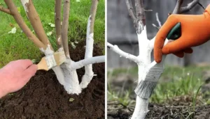 Essential beginning of the year Care for Fruit Trees in Your Garden