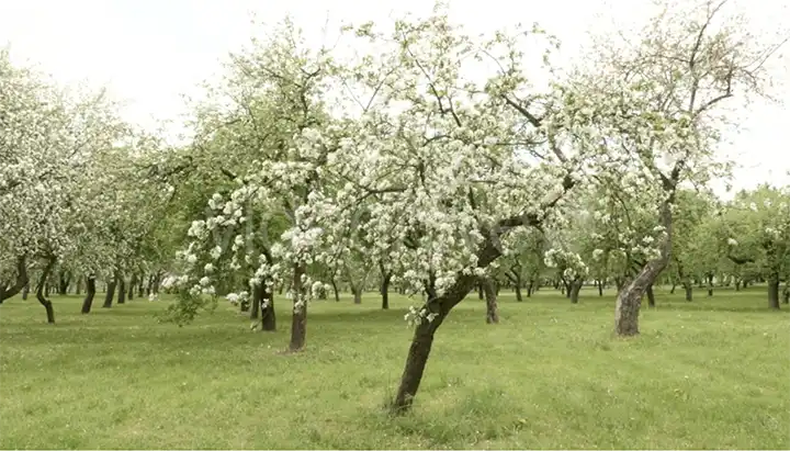 How to Prune and Grow Apple Trees