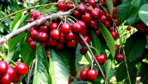 How to Prune and Grow Cherry Trees