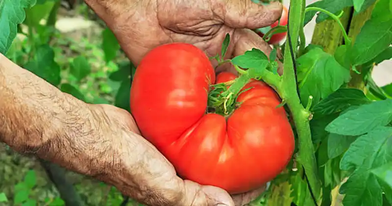 The Ultimate Natural Method to Grow…