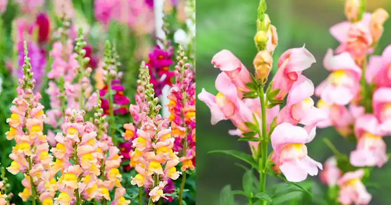 Snapdragon: Surprising Health Benefits and…