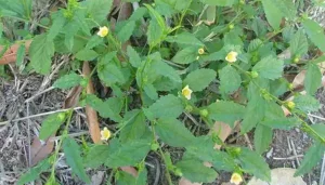 10 Amazing Benefits & Side Effects