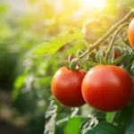 11 Top Tomato Plant Hacks for a Healthier and More Productive Garden