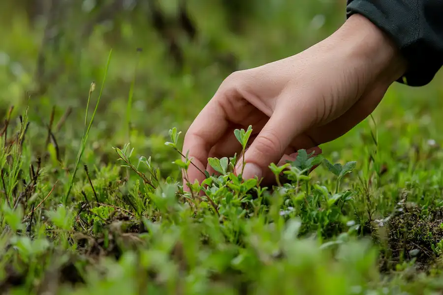 Techy Guru displaying kyllinga brevifolia growing in a moist