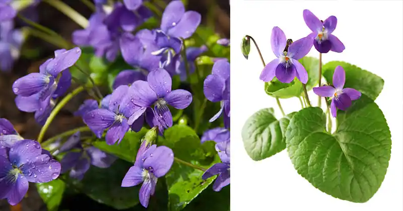 Sweet Violet (Viola odorata): 25…