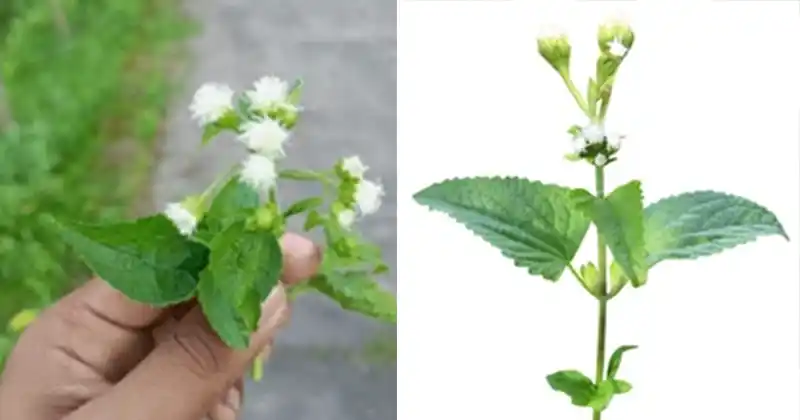 Ageratum conyzoides (Billygoat Weed): 15…