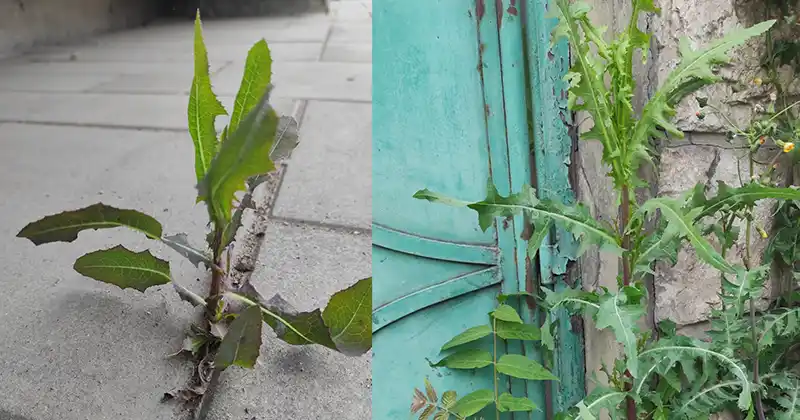 The Power of Wild Lettuce…