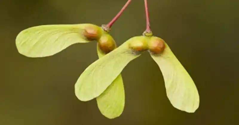 Maple Seeds: How to Collect,…