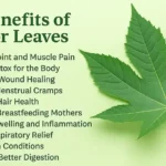 10 Powerful Benefits of Castor Leaves You Probably Didn’t Know About
