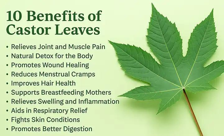10 Powerful Benefits of Castor Leaves You Probably Didn’t Know About