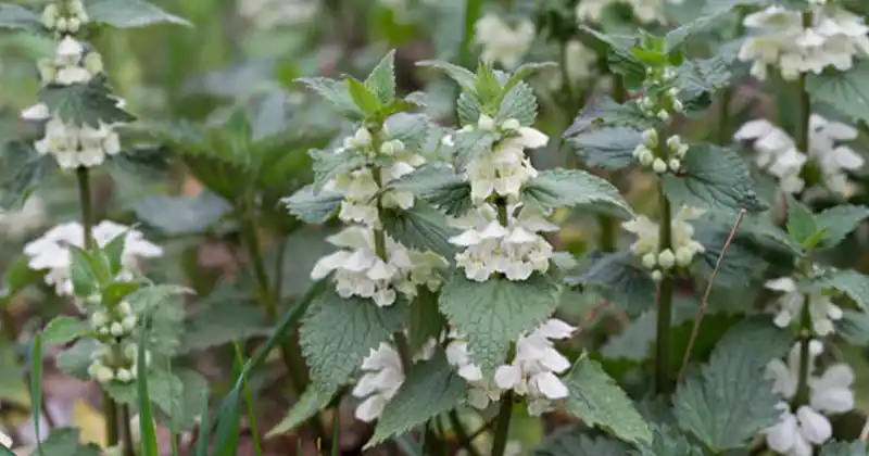 White Deadnettle (Lamium album): 10 Powerful Benefits and Homemade Uses