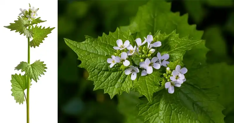 Garlic Mustard (Alliaria petiolata): 20 Surprising Benefits and Homemade Uses