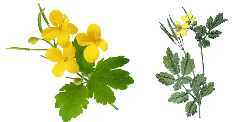 Chelidonium majus L. – The Greater Celandine: Nature’s Ancient Remedy for Skin Growths