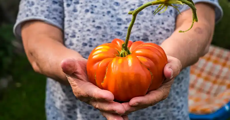 Boost Your Tomato Harvest Naturally: A Powerful Planting Method You Need to Try