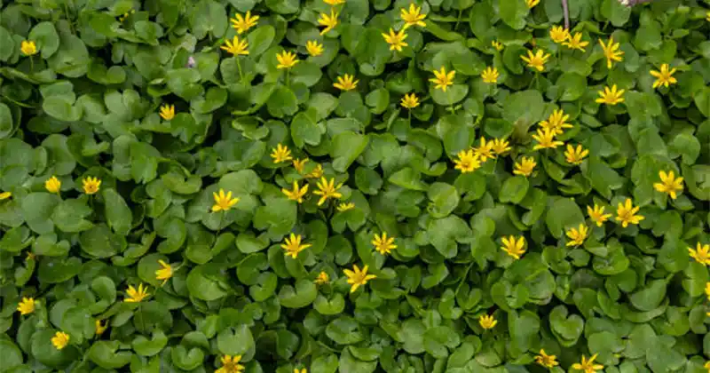 Lesser Celandine (Ficaria verna): Powerful Yet Cautionary Benefits of a Springtime Plant