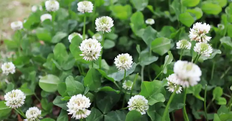 White Clover (Trifolium repens): 15 Benefits and Homemade Uses