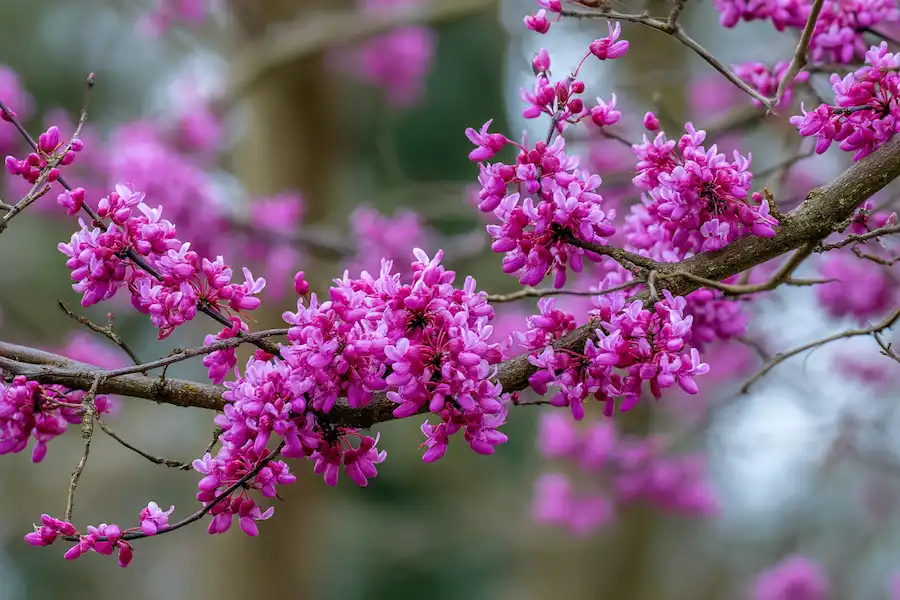 Techy Guru eastern redbud tree blossoms closeup spring