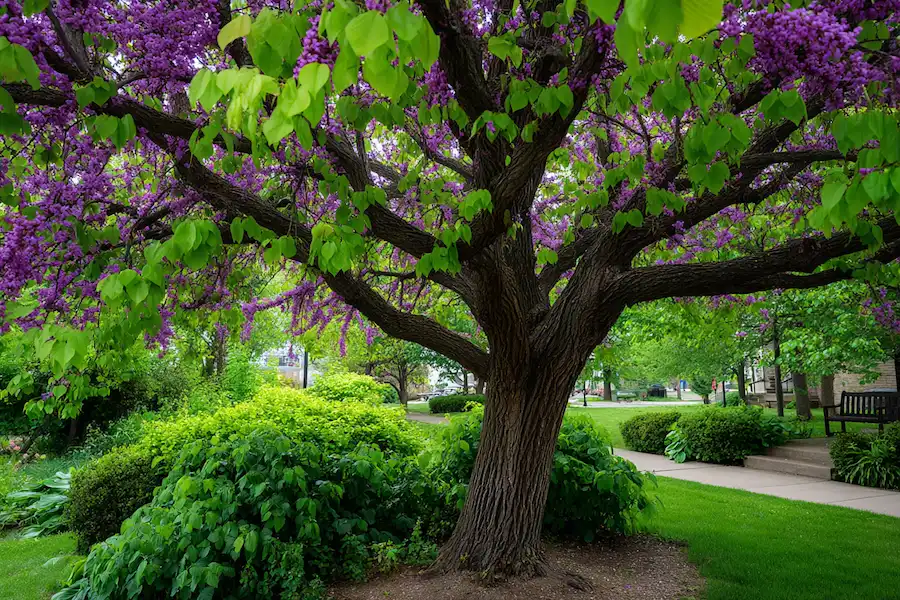 Techy Guru eastern redbud tree landscape garden
