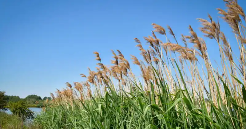 The Hidden Power of Common Reed (Phragmites australis): Benefits & Home Use Guide