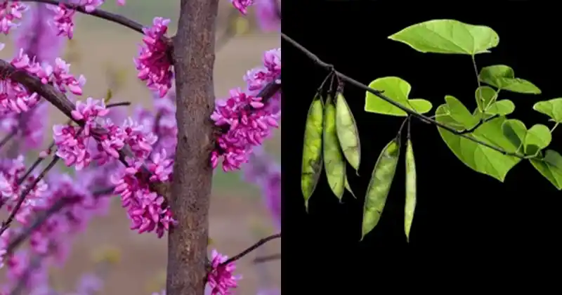 Eastern Redbud (Cercis canadensis): Benefits…