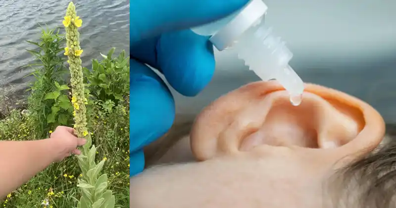 Mullein and Ear Problems: Nature’s Remedy for Gentle Relief