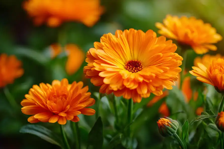 Techy Guru calendula flowers closeup herbal garden png