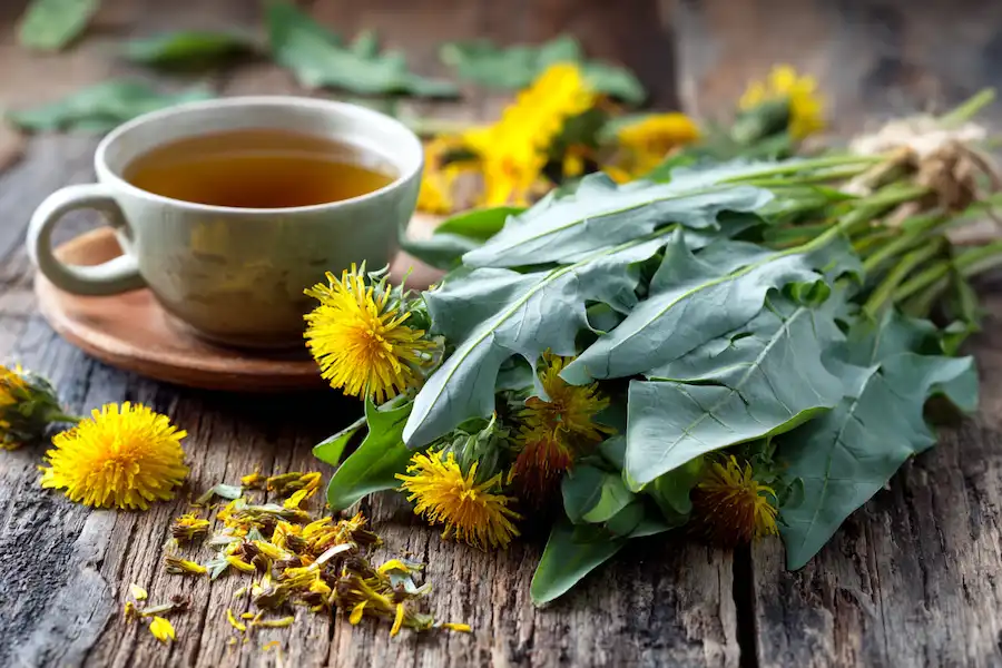 Techy Guru field sow thistle tea and leaves