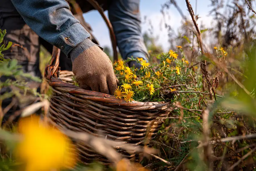 Techy Guru harvesting sonchus arvensis safely
