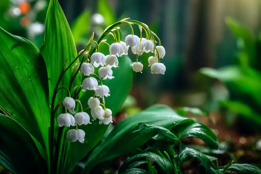 Techy Guru lily of the valley toxic flowers closeup png