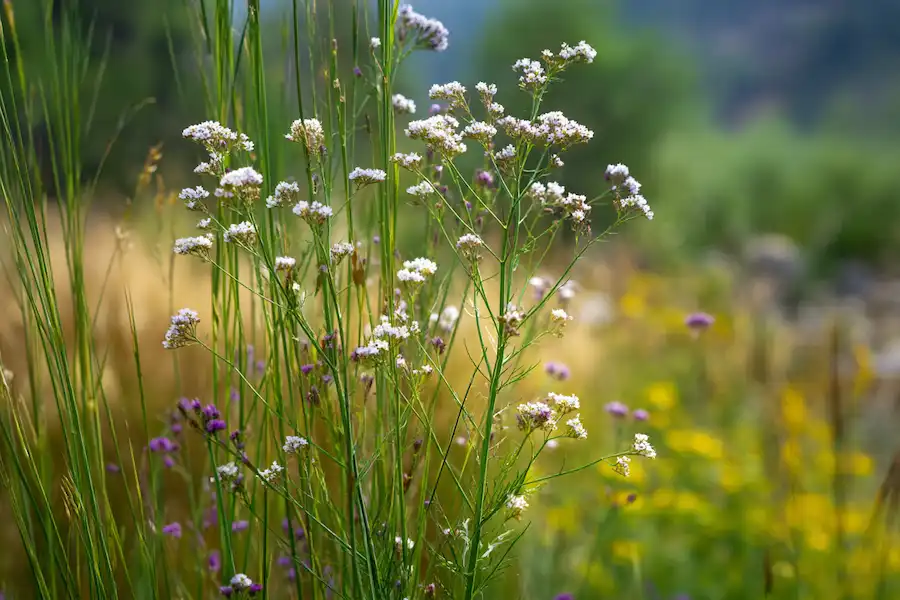poison hemlock identification field