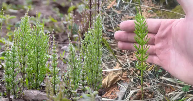 Horsetail (Equisetum arvense): 15 Powerful…