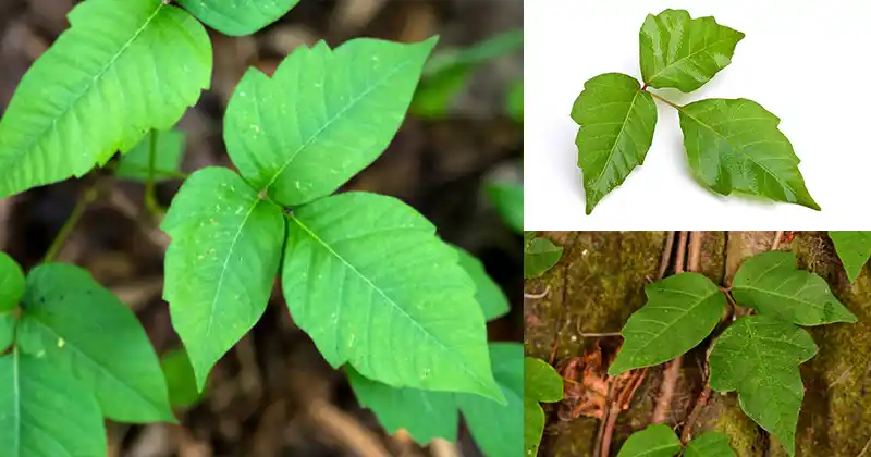 Beware the Green Threat: Understanding…