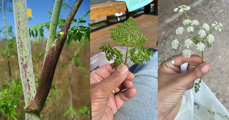 Poison Hemlock (Conium maculatum): The…