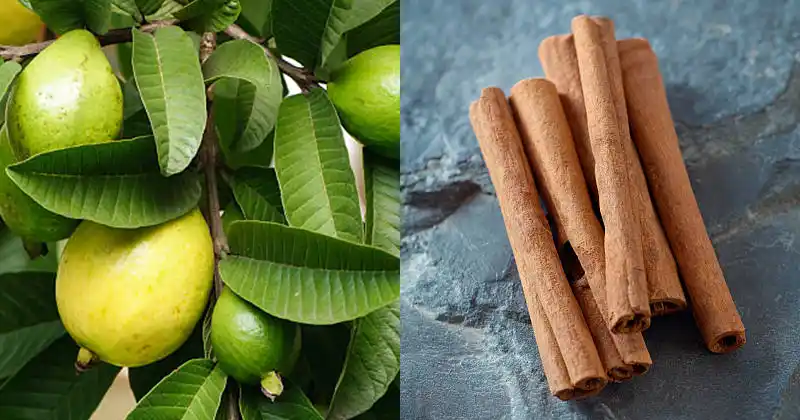 Guava Leaves and Cinnamon Stick Tea: A Simple Remedy with Powerful Benefits