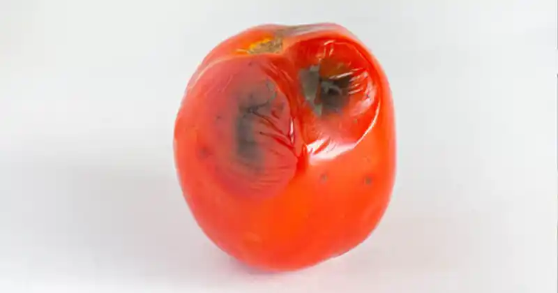 Don’t Throw Away Rotten Tomatoes: 3 Surprising Ways…